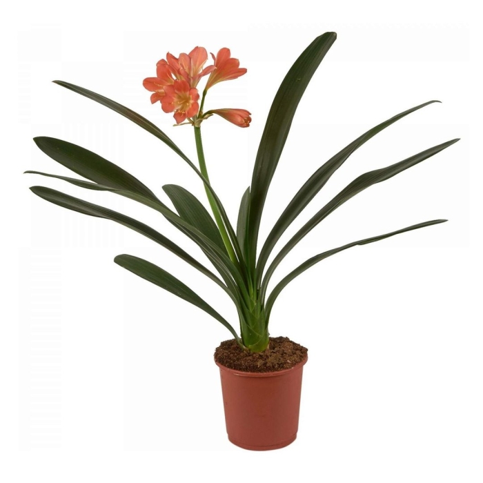 Кливия киноварная