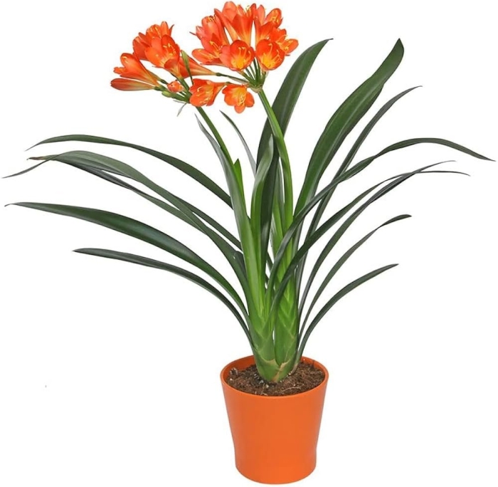 Кливия оранжевая