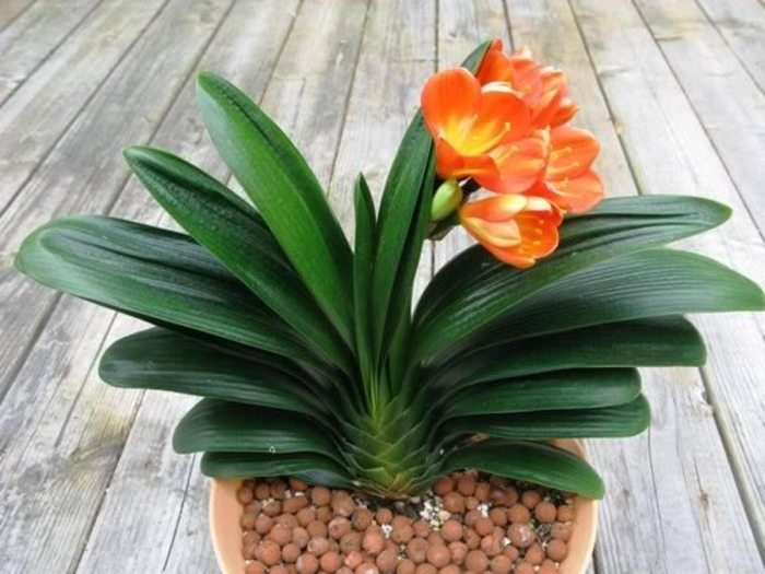 Кливия нобилис