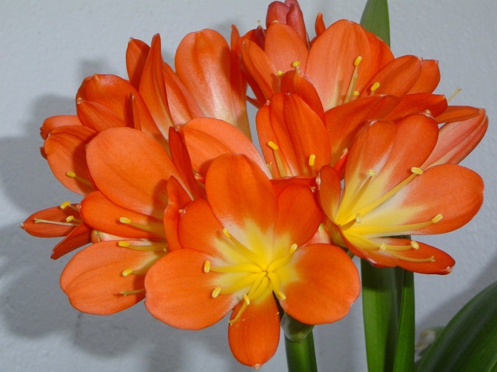 Кливия комнатные растения