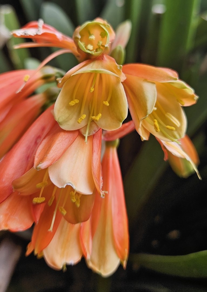 Кливия циртантифлора