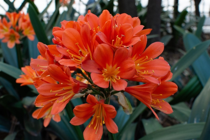 Комнатное растение кливия