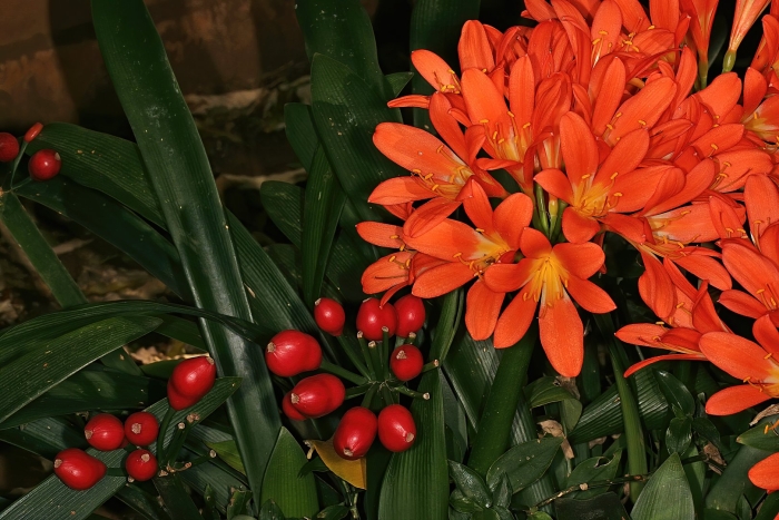 Цветок кливия