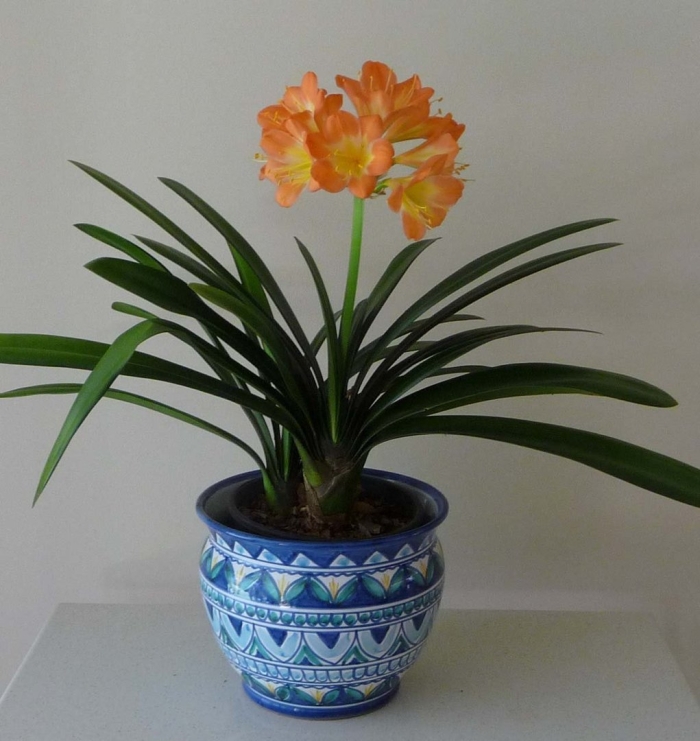 Кливия амариллис