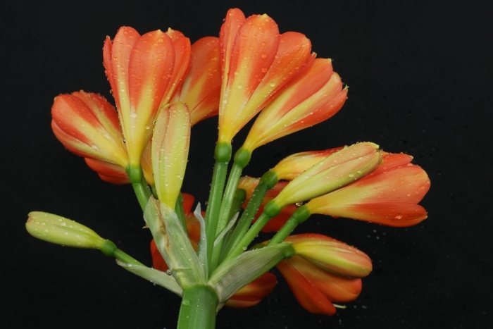 Кливия miniata