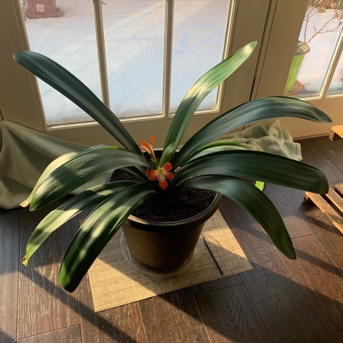 Цветок кливия киноварная