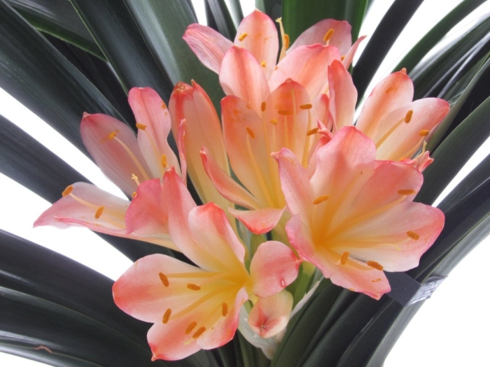 Кливия вайт липс