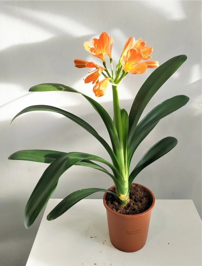 Кливия миниата