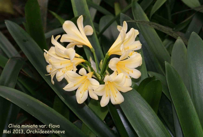 Кливия цитрина
