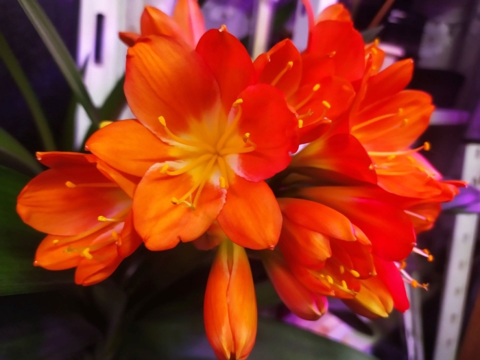 Кливия киноварная