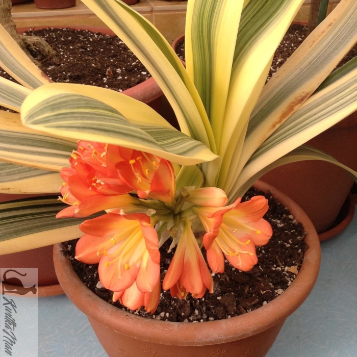 Кливия вариегатная