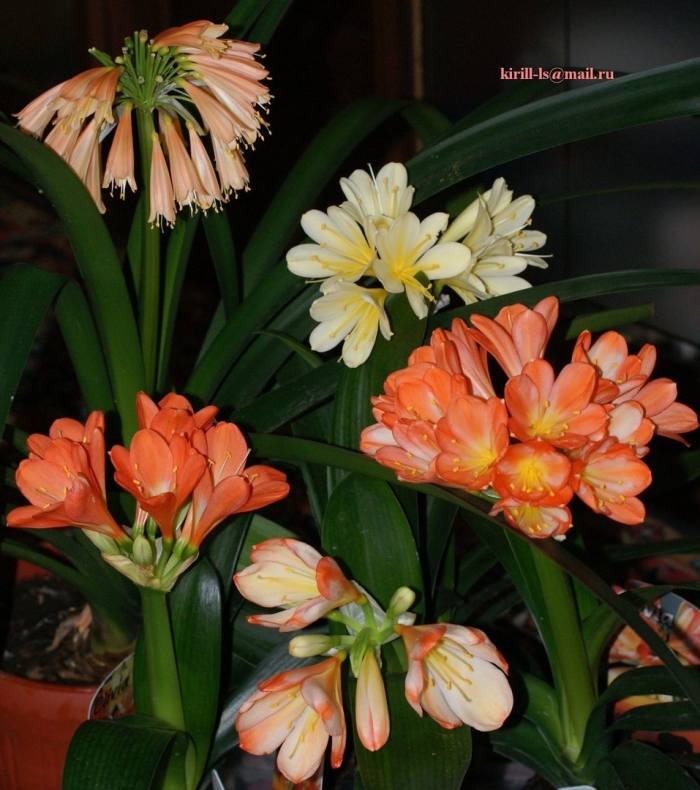 Кливия гардена