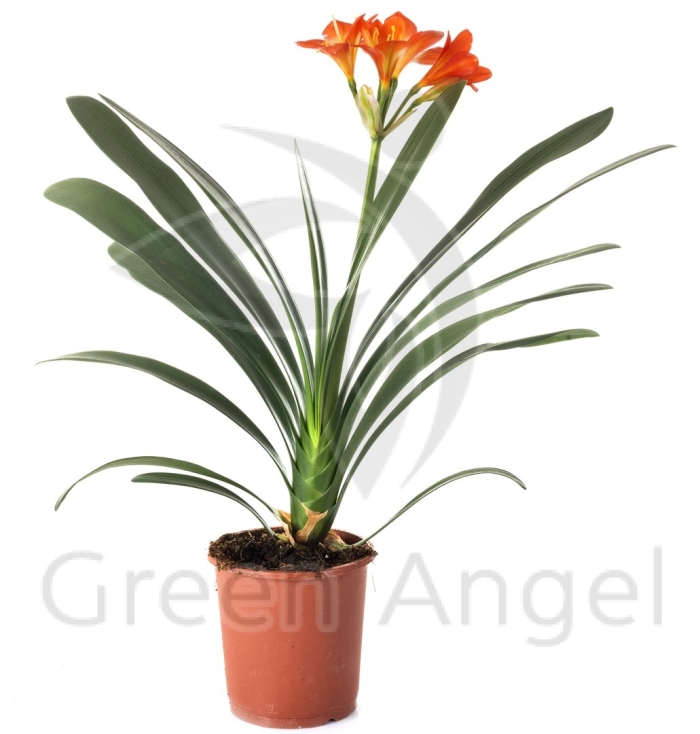 Кливия миниата 13д 50см