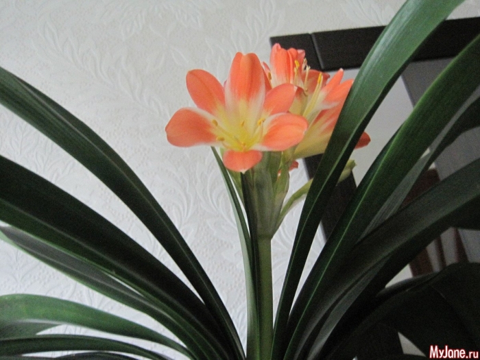 Цветок кливия киноварная