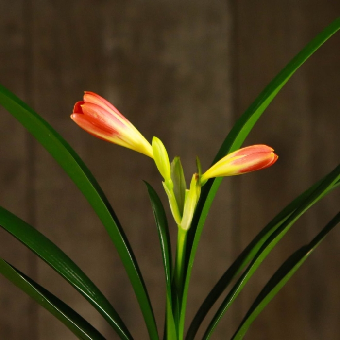 Кливия киноварная