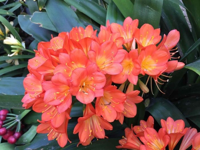 Кливия киноварная