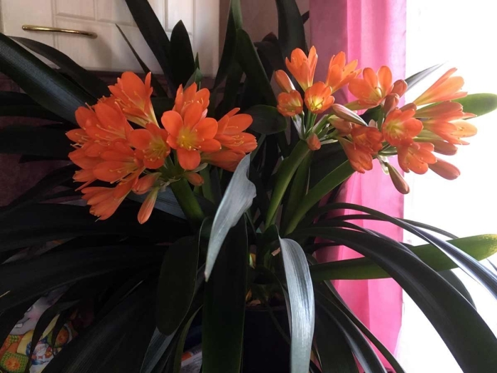 Кливия (кафрская лилия)