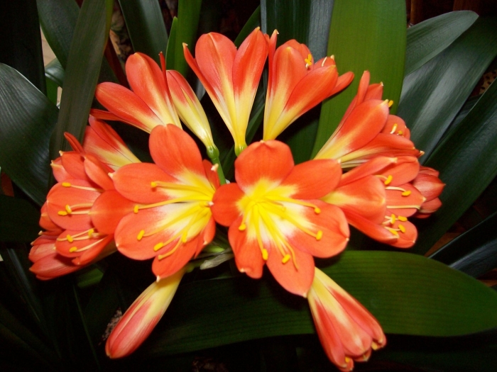 Кливия киноварная корни