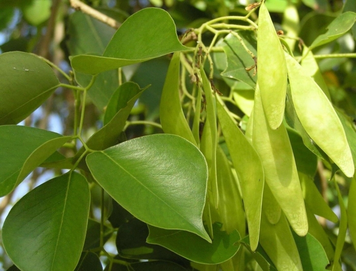 Dalbergia latifolia