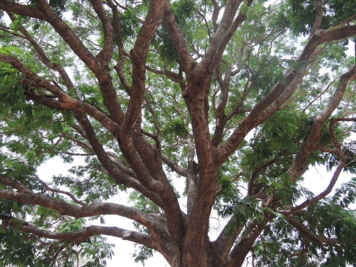 Красное махагониевое дерево