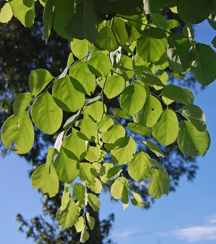 Cercidiphyllum japonicum