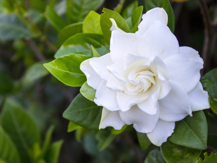 Гардения жасмин