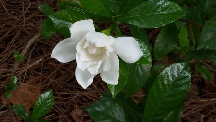 Камелия жасминовидная