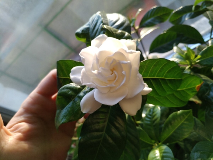 Гардения жасминовидная уход