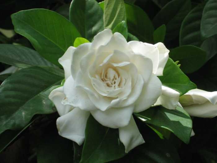 Цветок гардения жасминовидная