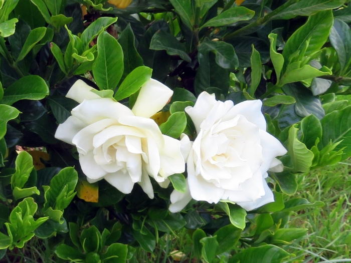 Гардения кустарник