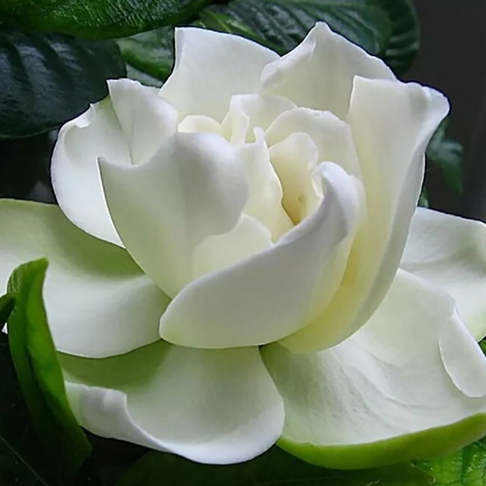 Гардения жасминовидная белоснежная роза