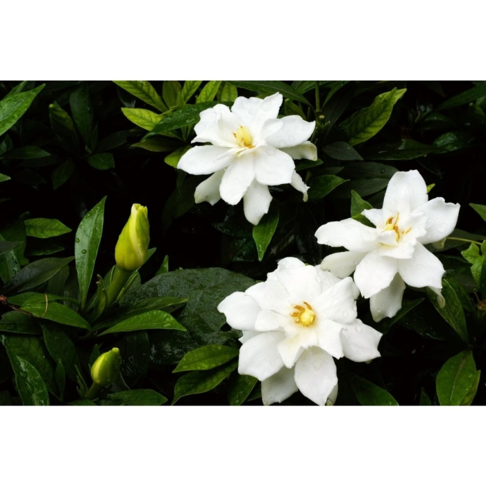 Гардения тайская