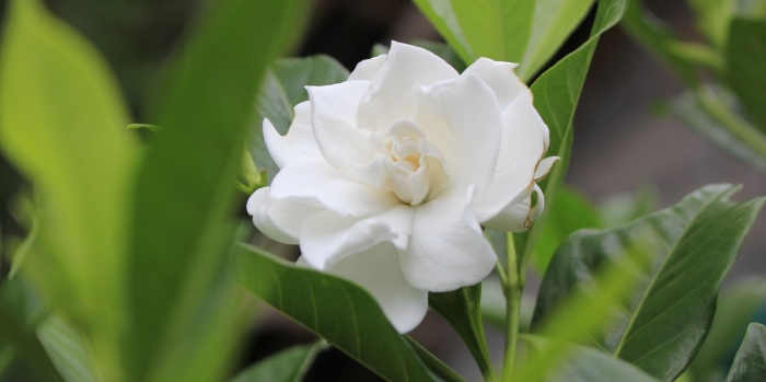 Цветок гардения жасминовидная