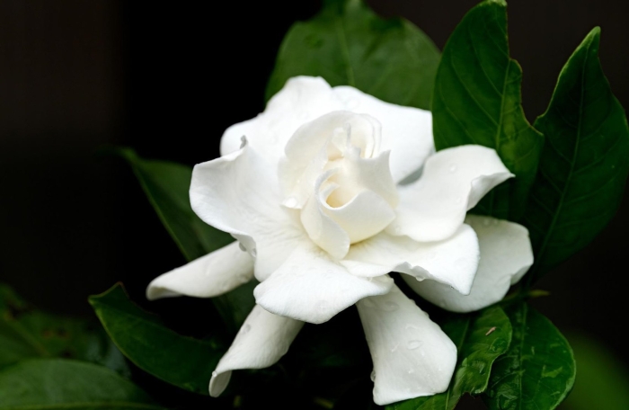 Цветок гардения жасминовидная