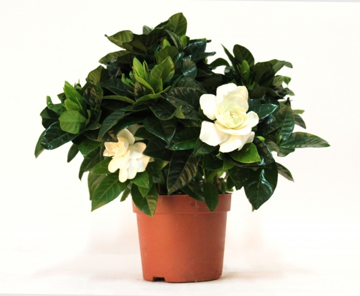 Комнатный цветок гардения