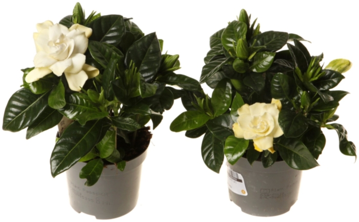 Гардения горшечная