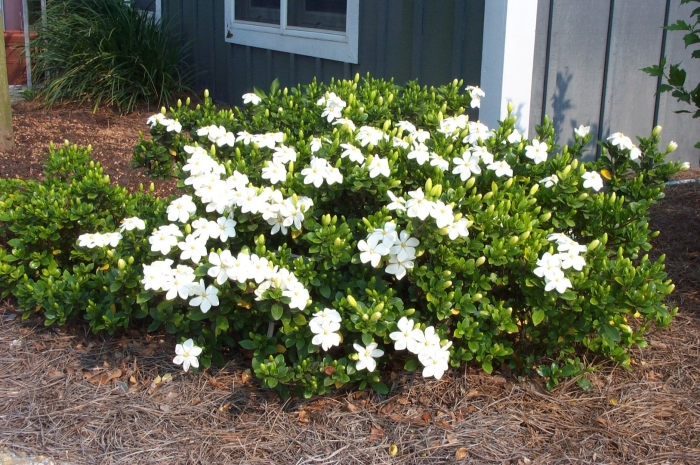 Гардения kleim's hardy