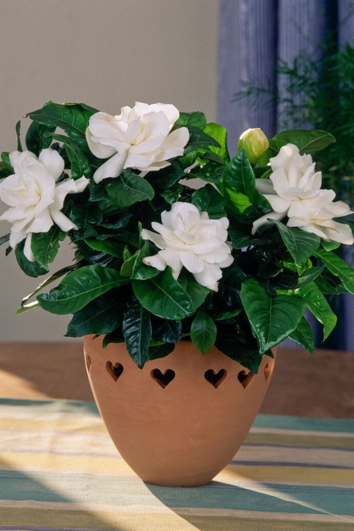 Цветок гардения жасминовидная