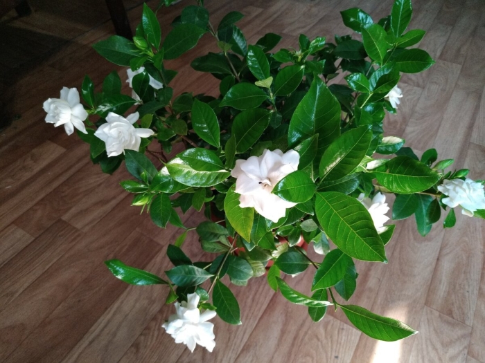 Цветок гардения жасминовидная