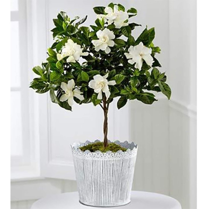 Гардения жасминовидная бонсай