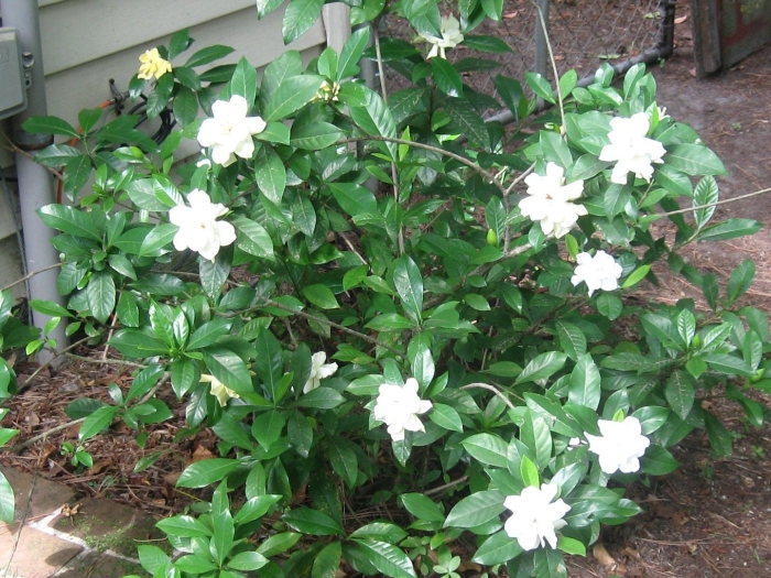 Гардения жасминовидная куст