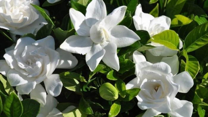 Gardenia jasminoides