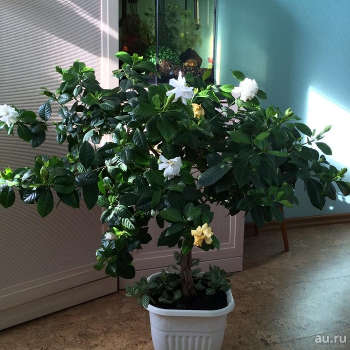 Гардения жасминовидная куст