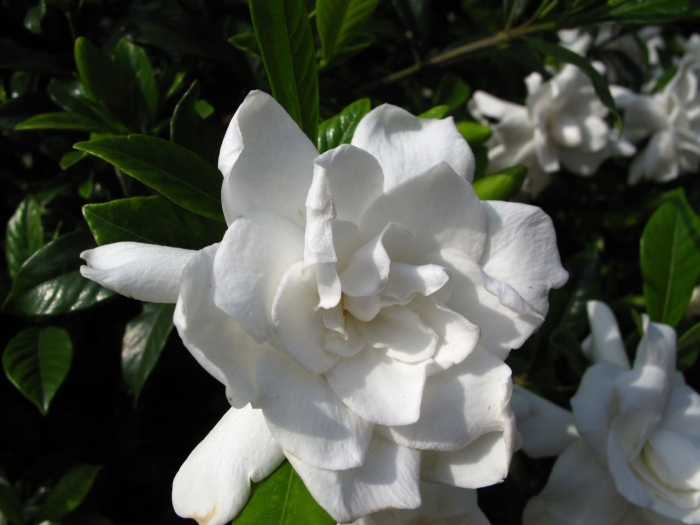 Камелия жасминовидная