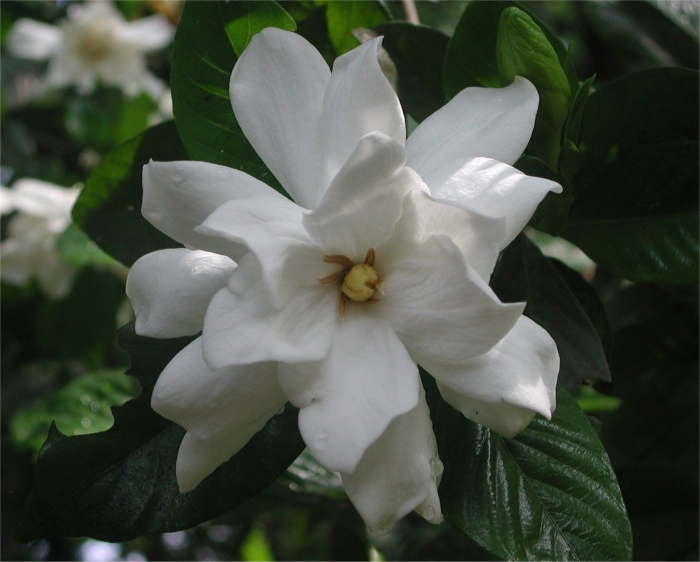 Жасминовая гардения