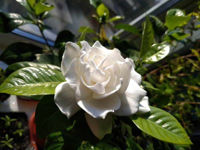 Гардения жасминовидная куст