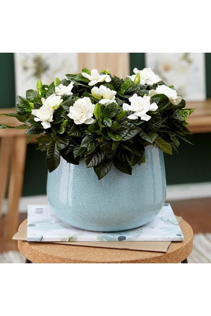 Цветок гардения жасминовидная