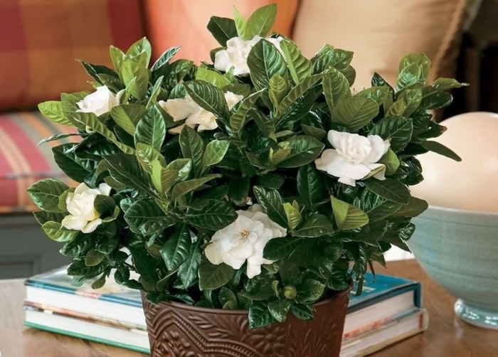 Цветок гардения жасминовидная