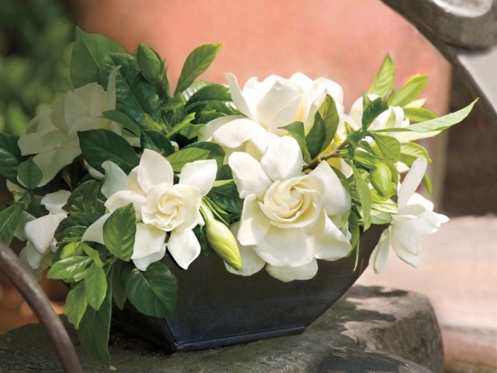 Цветок гардения жасминовидная