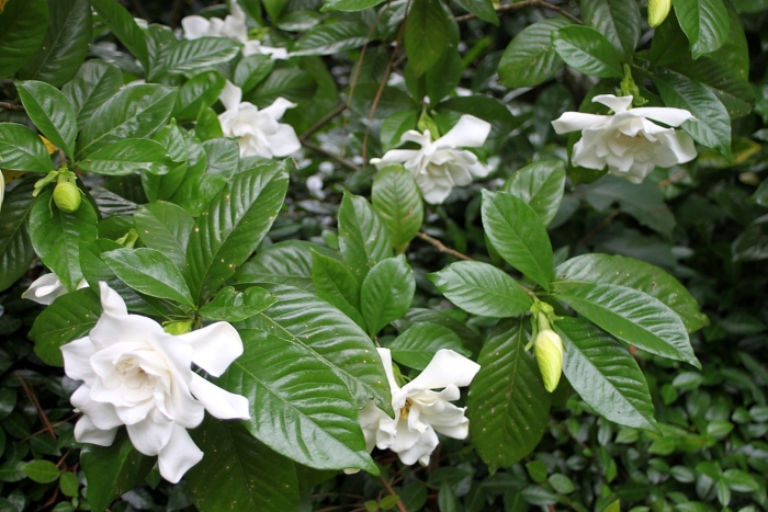 Гардения садовая
